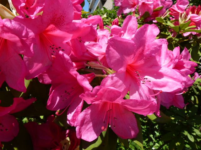石楠花 シャクナゲ 芍薬 シャクヤク アヤメ 写真あり 私の好きな花 楽天ブログ