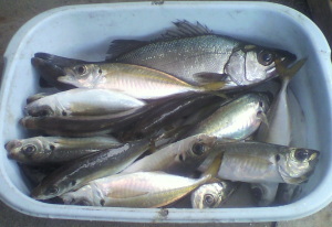 FILE0000.JPG