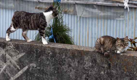 我が家のニャンコ♪2013/3/19-2