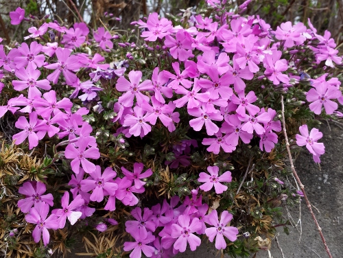 20150403_155424 (500x376).jpg