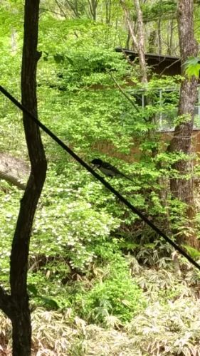 rblog-20180519221846-01.jpg