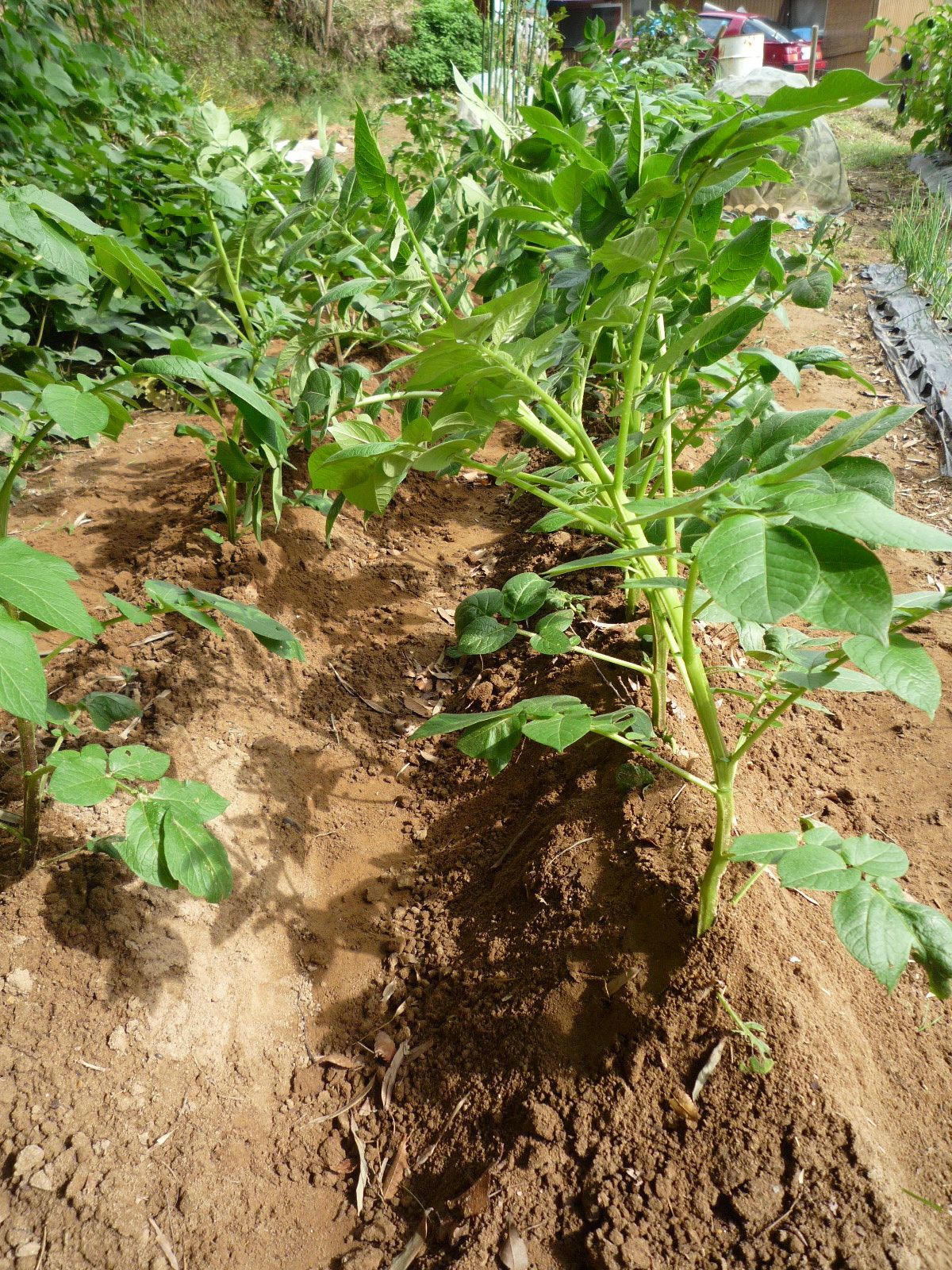 秋ジャガイモに２回目の追肥 土寄せをしました 茉優 翔 家庭菜園ブログ 楽天ブログ