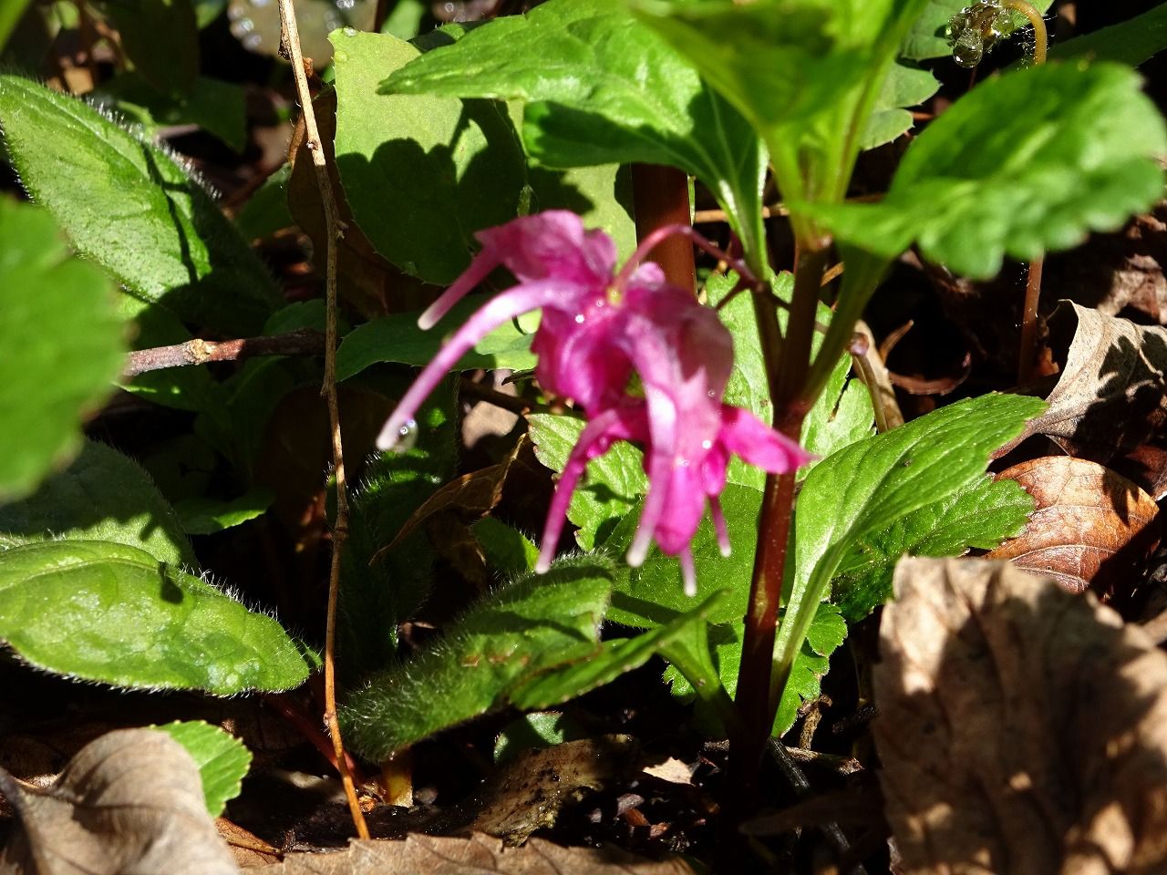 ３月２９日 今日の一花 その２ イカリソウ 錨草 碇草 Gazengamaのブログ 散歩中に出合った花と趣味の陶芸作品 楽天ブログ