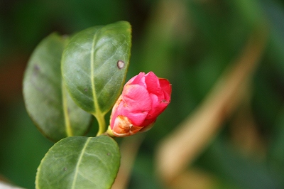 IMG_6339.jpg