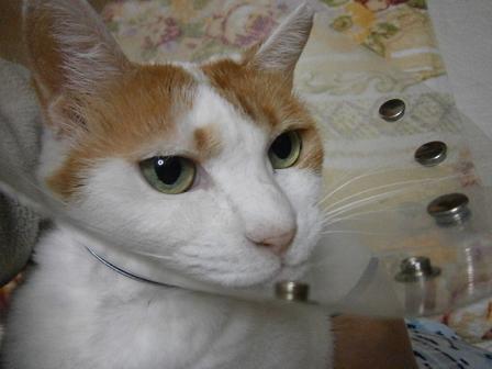 maru