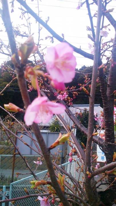 2月21日桜.jpg