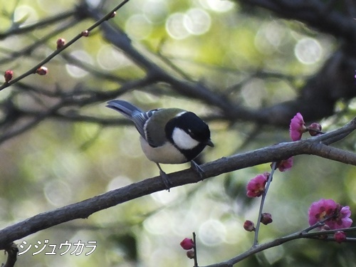 シジュウカラ