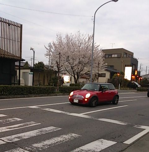 桜がサイテル