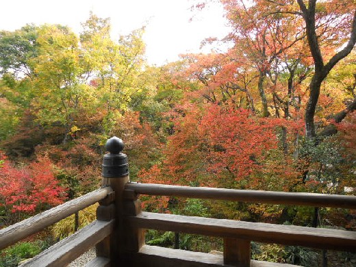 2015-11-22 宝筐寺本堂前の紅葉.jpg