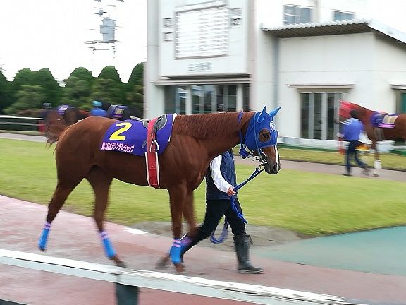 金沢競馬に新たな出世レース 金沢シンデレラカップ 地方競馬の楽天競馬 日替わりライターブログ 楽天ブログ