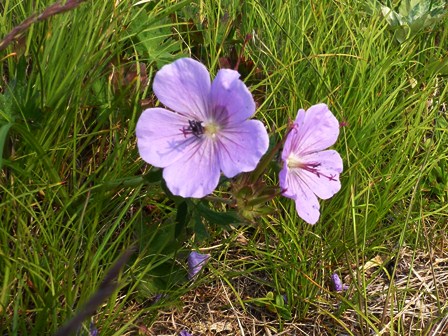 女満別から釧路へ　flower編