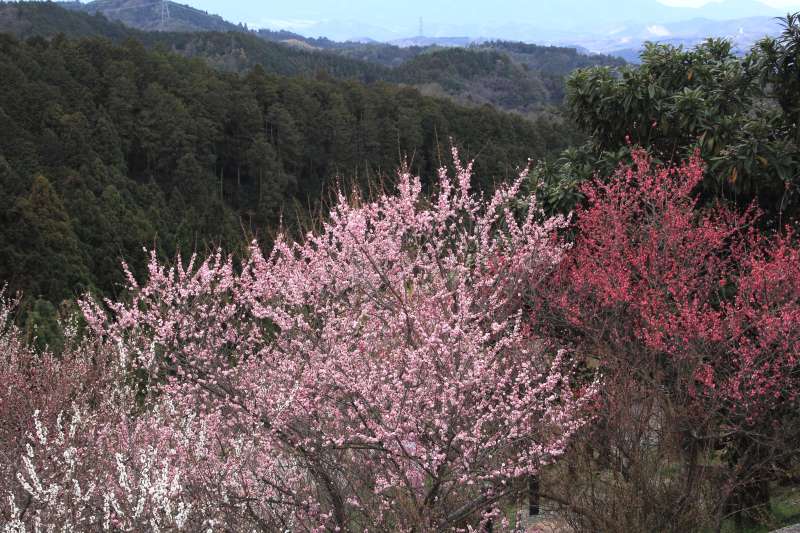 広橋梅林_004.jpg