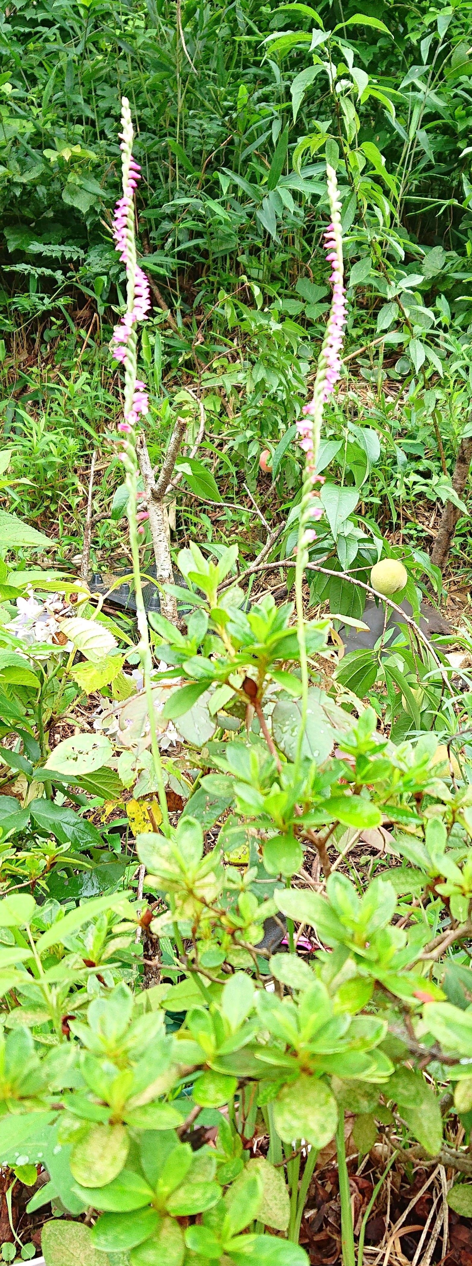 雑草 ネジバナ 趣味は園芸だけれども 楽天ブログ 雑草 ネジバナ 趣味は園芸だけれども 楽天ブログ
