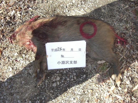 CIMG3183.JPG