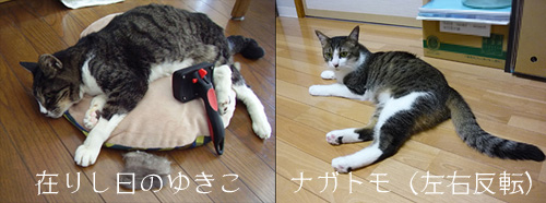 ゆきことナガトモ、比較写真