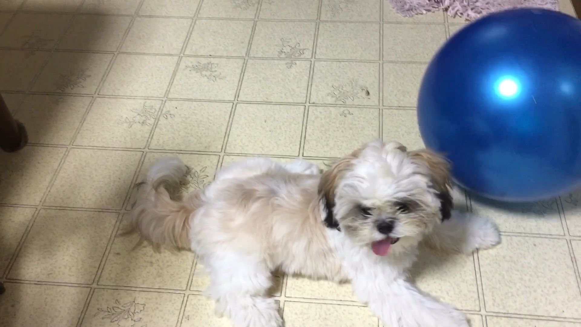 大きめボール Vsシーズー犬まる君 くんちゃん日記 楽天ブログ