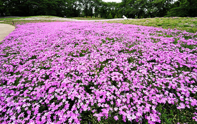 花３