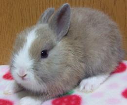 BBbaby1C6-10-2012.JPG