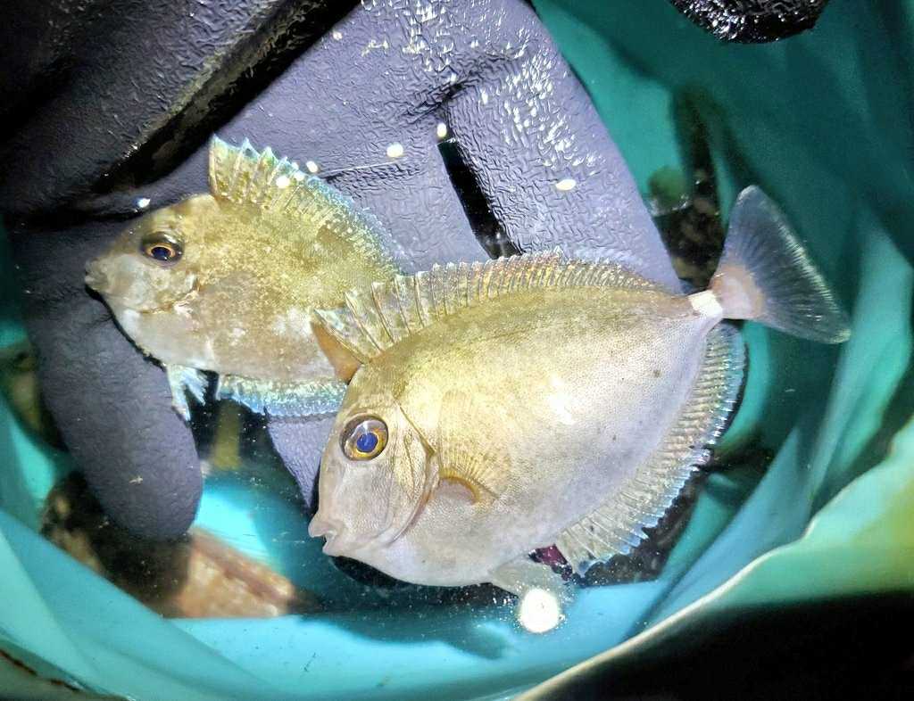 2ページ目の 魚採り 魚と日常ブログ 楽天ブログ