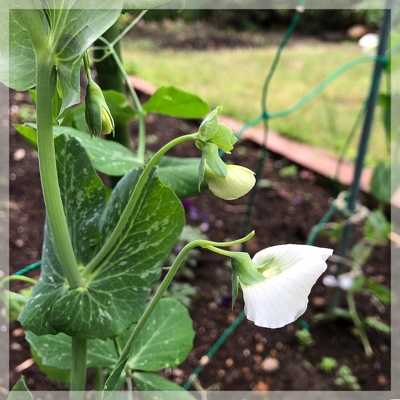 えんどう豆 レタスの花 末摘む花の雑記帳 楽天ブログ