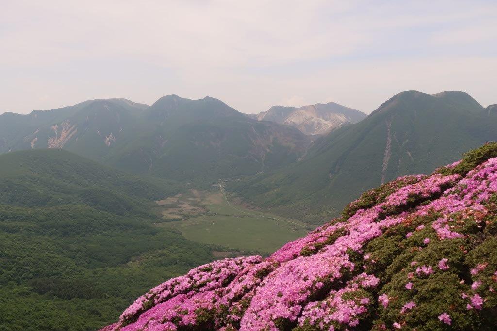 満開のミヤマキリシマ 九重連山 平治岳 ひいじだけ 登山 絶景を求めて 楽天ブログ