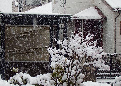 雪が降る～♪.JPG
