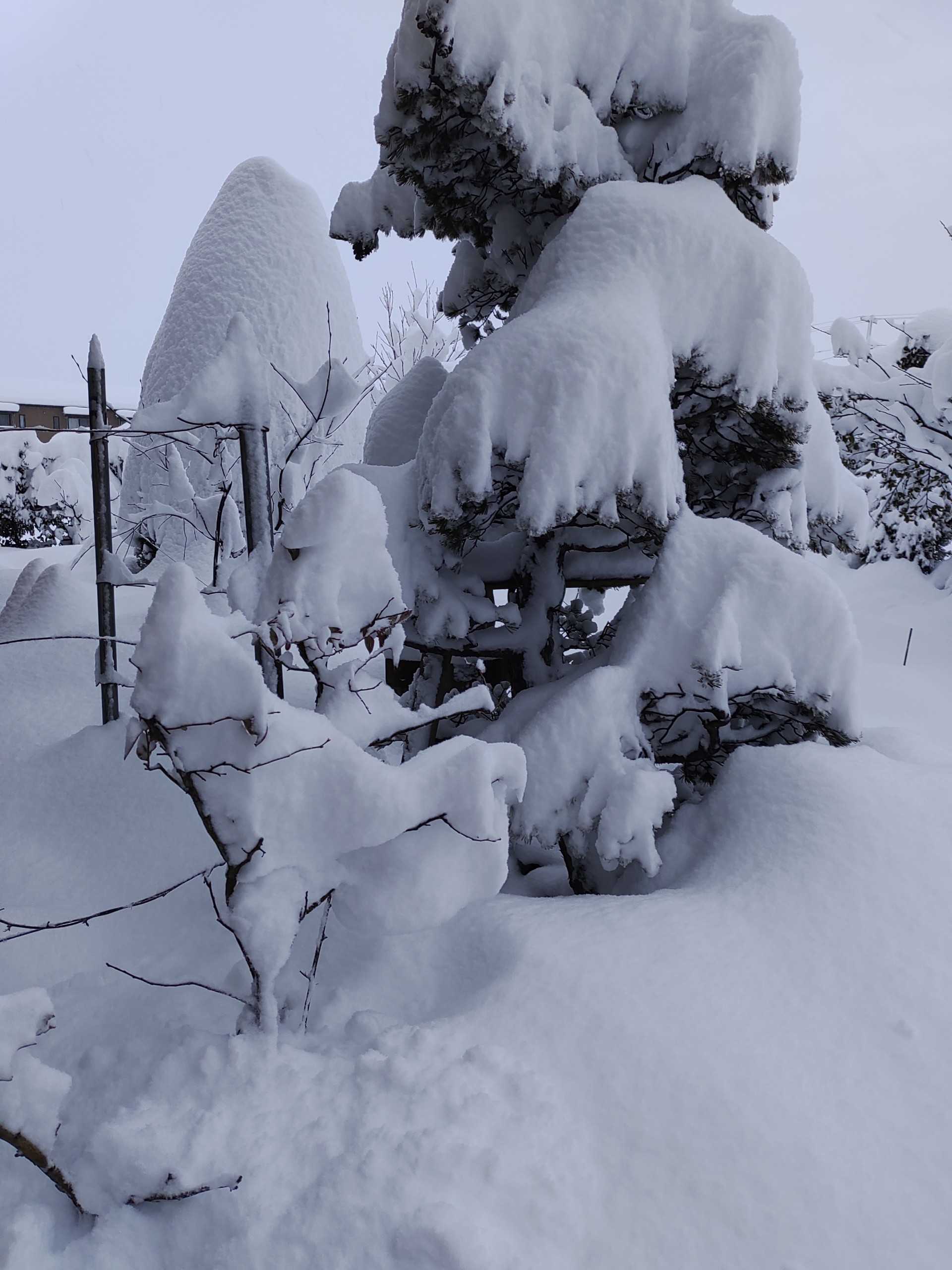 新潟市内 大雪 オレンジ園芸ヽ ﾉ 楽天ブログ