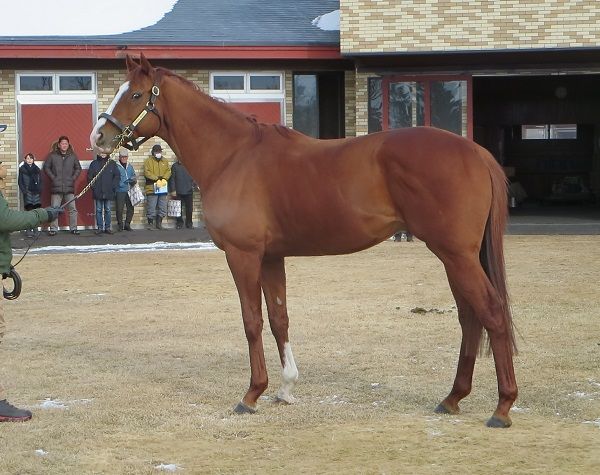 2ページ目の カテゴリ未分類 なまらふるやっち 地方競馬の魅力を楽天競馬スペシャルアドバイザーの古谷剛彦氏が熱く語ります 楽天ブログ