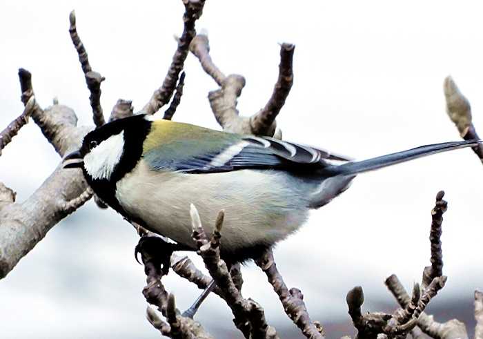 シジュウカラ27