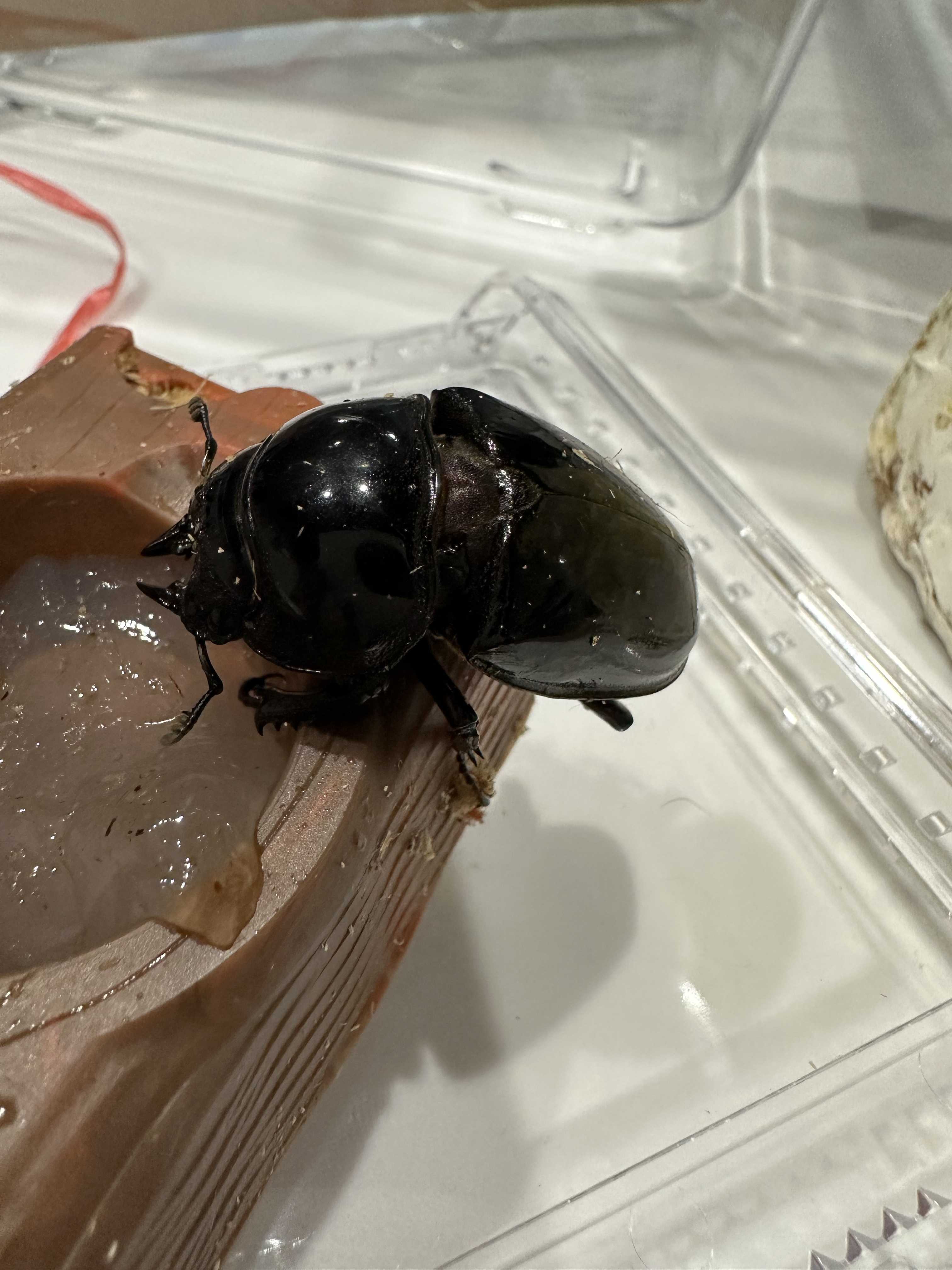 レギウスオオツヤクワガタ 赤目赤血統! | まっさんカブクワ備忘録 レギウスオオツヤクワガタ 赤目赤血統! | まっさんカブクワ備忘録