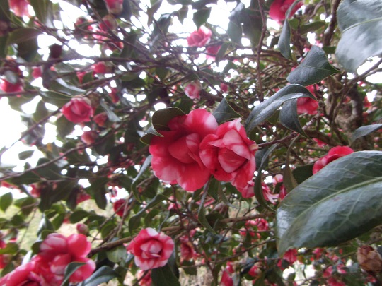 赤に白が混じった椿２　20140401