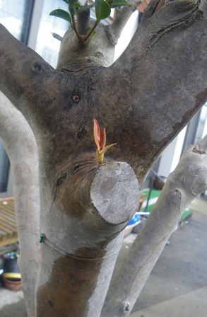 山茶花の新芽