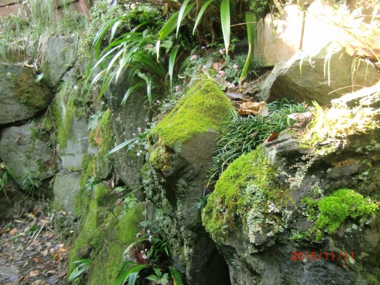 我が家の珍百景 020.jpg