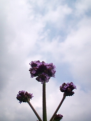 conv0567.JPG