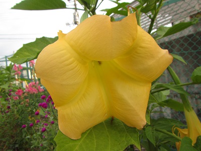 花１.jpg
