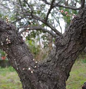 2013ume1.JPG