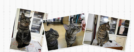 20130101 ikuyume-card