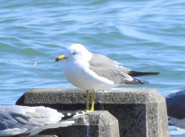 ウミネコ2019年3月15日