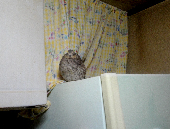 2012/12/17(3)