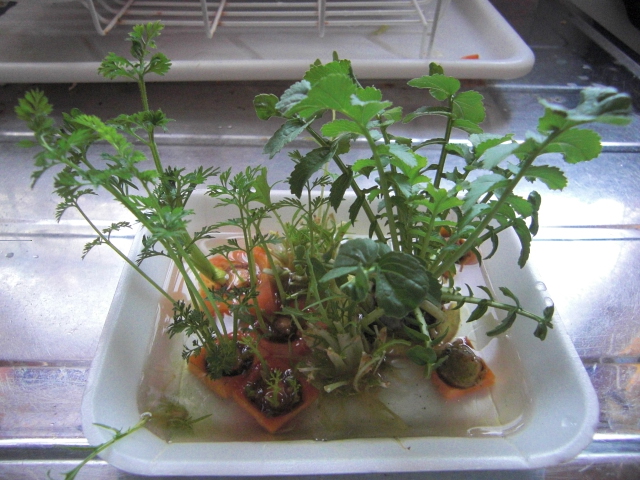 20150403.JPG