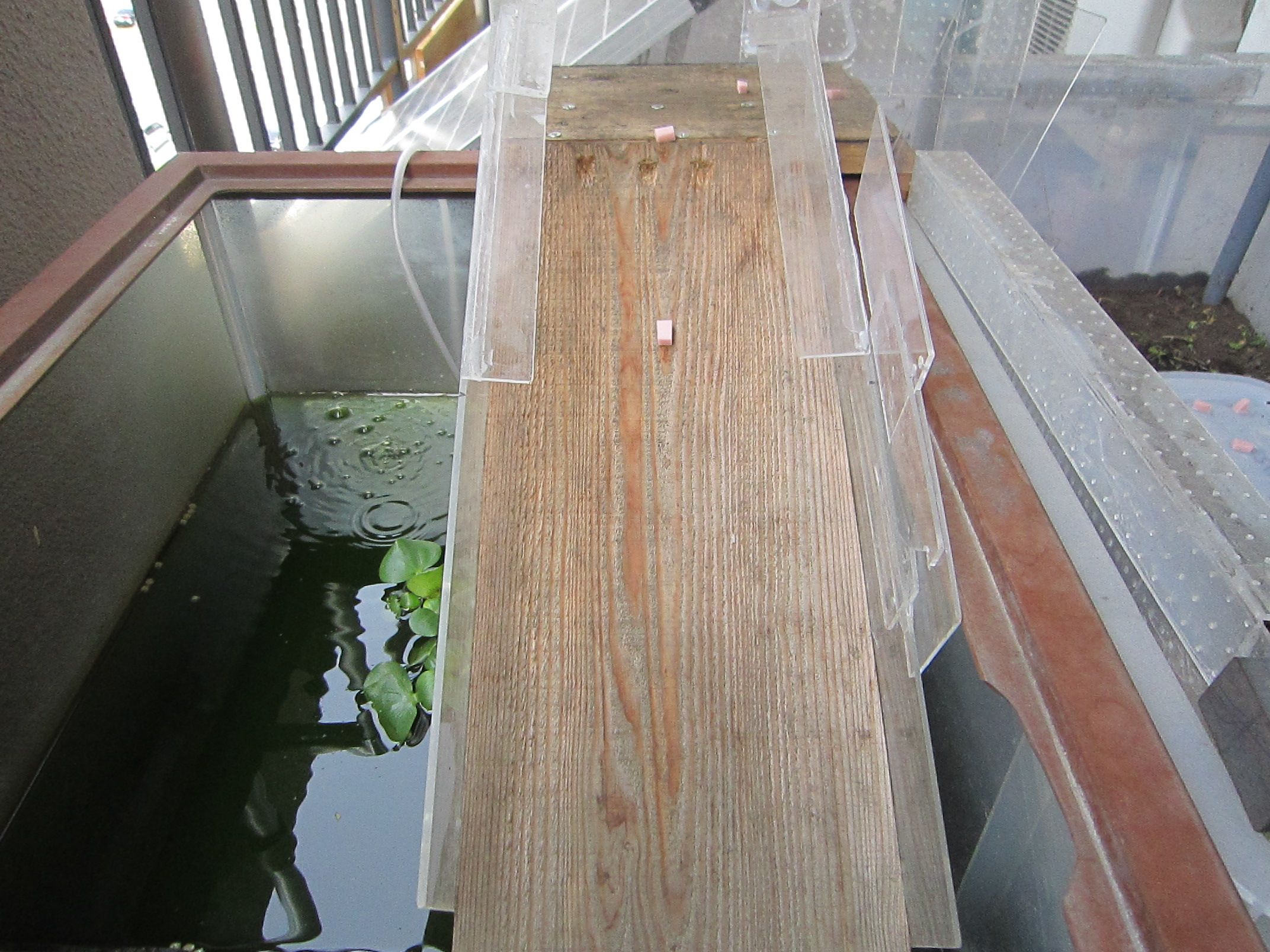 イシガメ君たちを魚肉ソーセージで誘導作戦 イシガメの水換えいらずの飼育 楽天ブログ