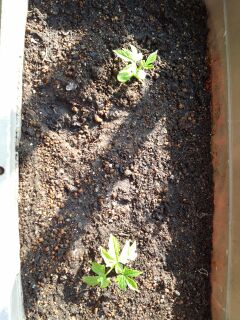 rblog-20140429140351-02.jpg