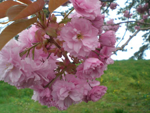 10桜.jpg