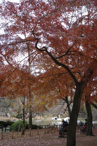 井の頭恩賜公園の紅葉