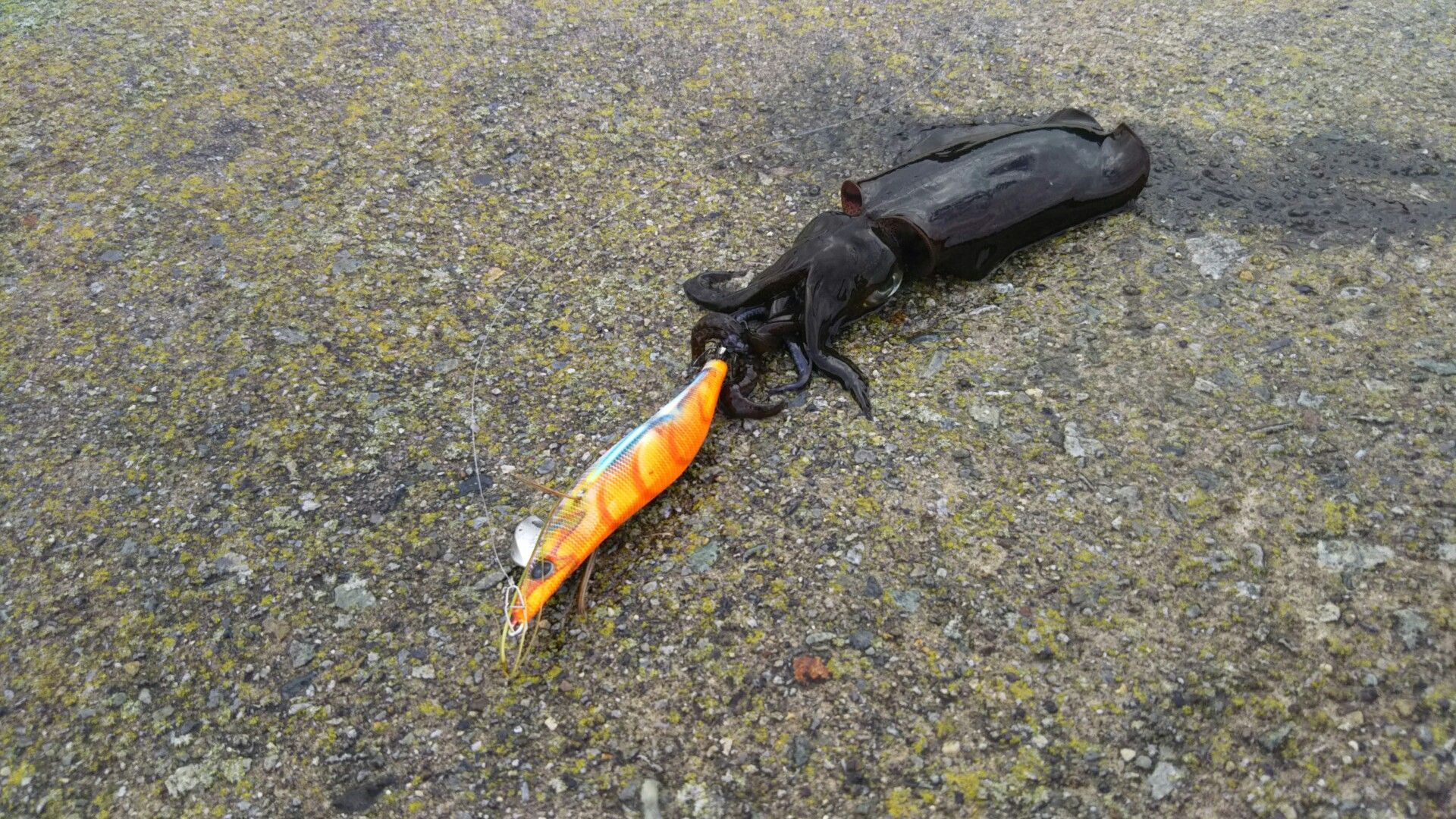 19年09月24日の記事 佐渡の生活 楽天ブログ