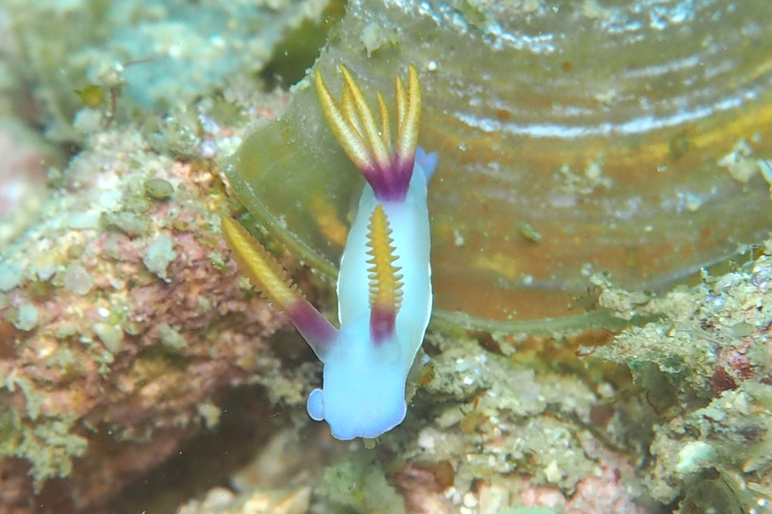 バブルコーラルシュリンプ デコボコ潜水 楽天ブログ