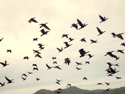 カワウの大群20110820