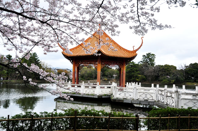 桜３