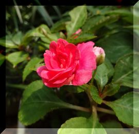 DSC01135.JPG
