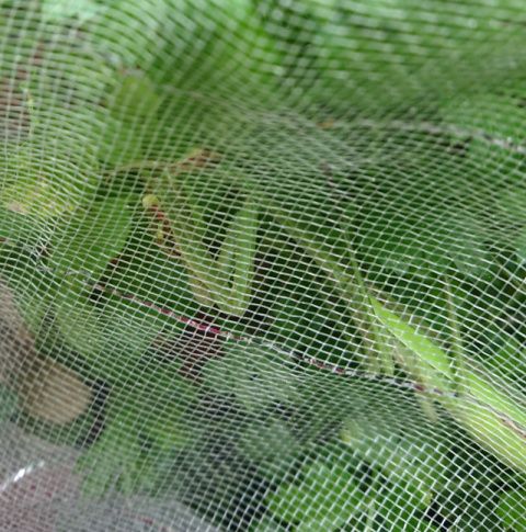金色水玉模様のカマキリ 食いしん坊案内 楽天ブログ 金色水玉模様のカマキリ 食いしん坊案内 楽天ブログ